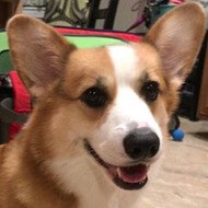 Oliver the Dog, 6 (Dog)