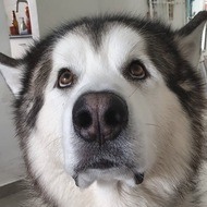 Oliver Wolfdog, 9 (Dog)