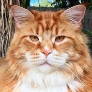 Omar the Maine Coon, 10 (Кошка)