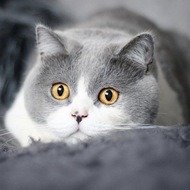 O'Neill Cat, 10 (Cat)