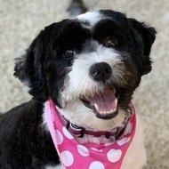 Oreo the Dog, 8 (狗)