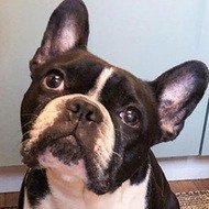 Oscar the Frenchie, 12 (Cachorro)