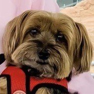 Otter Sharer, 9 (Cane)