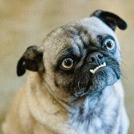 Ozzy the Pug, 11 (狗)