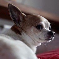 Pancho, 14 (狗)