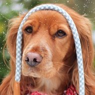 Pawfect Penny, 10 (狗)