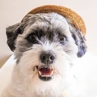 Phoebe the Dancing Dog, 6 (狗)