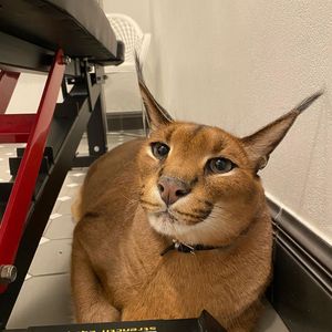 Pumba Caracal, 9 (猫)
