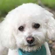 Quincy the Dog, 15 (Dog)