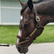 Rachel Alexandra, 18 (Autre)