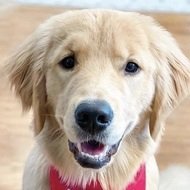 Riley the Golden Pup, 5 (Dog)