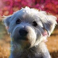 SigurdLovesMeat, 11 (TikTok Star)