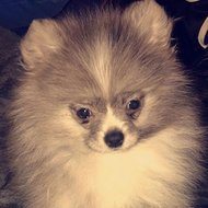 SilverPom, 6 (Dog)