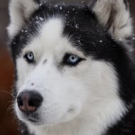 Sky MyMountainHusky, 11 (Dog)