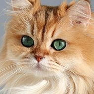 Smoothie the Cat, 11 (Cat)