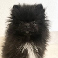 Smudge Pom, 6 (Hond)
