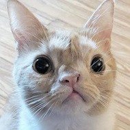 Smush, 6 (Кошка)
