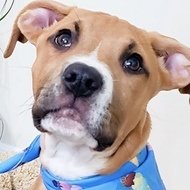 Snoopy Snoopy and Calvin, 3 (狗)