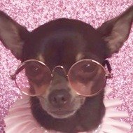 Stacy The Chihuahua, 10 (Dog)
