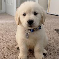 Super Cooper, 10 (Dog)
