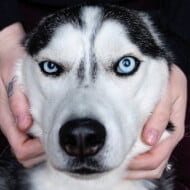 The Husky Moon, 8 (Dog)