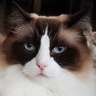 Timo the Ragdoll Cat (2012 - 2019) (Cat)