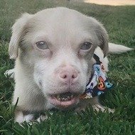 Tucker Wears Goggles, 11 (Dog)