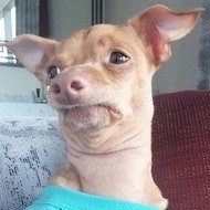 Tuna, 15 (Dog)