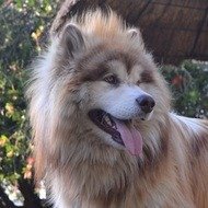 Tydus the Alaskan Malamute, 11 (Dog)