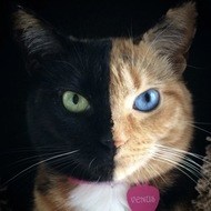 Venus the Two Face Cat, 16 (Cat)