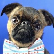 Walter the Griff, 7 (狗)