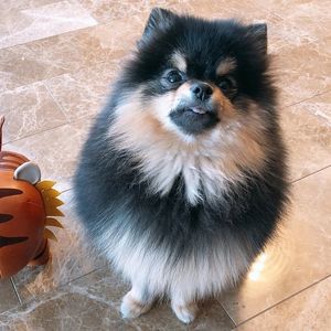 Yeontan, 6 (Dog)
