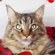 Yves The Cat, 9 (Katze)