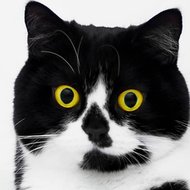 Zoe the Cat, 10 (Gato)